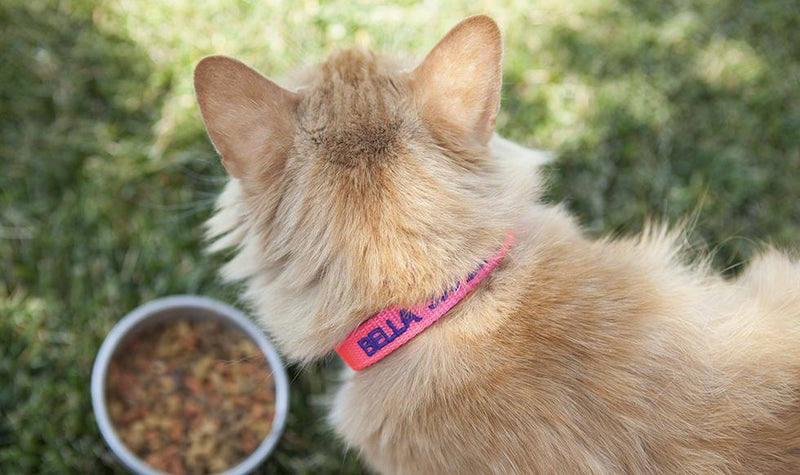Personalized Cat Collars