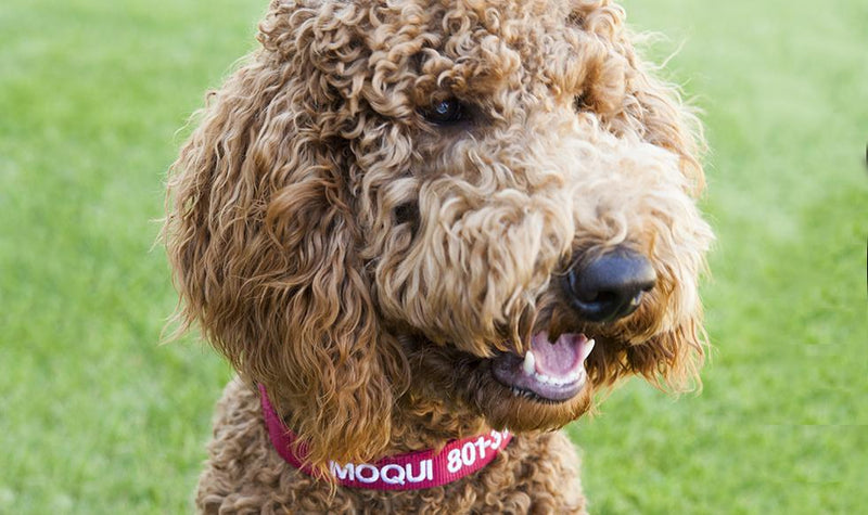 Personalized Dog Collars
