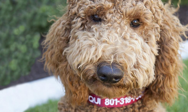 Personalized Dog Collars