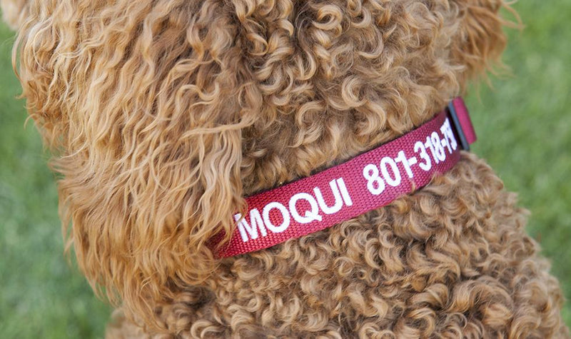 Personalized Dog Collars