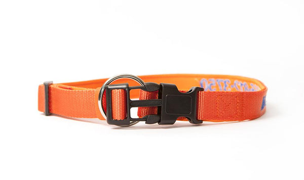 Personalized Dog Collars